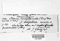 Calophoma complanata image